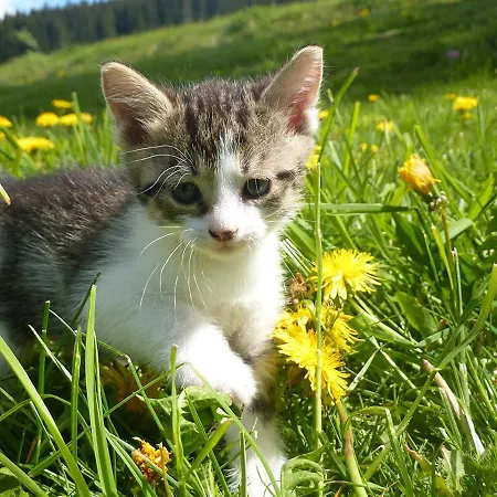 דירה Farnbauernhof *