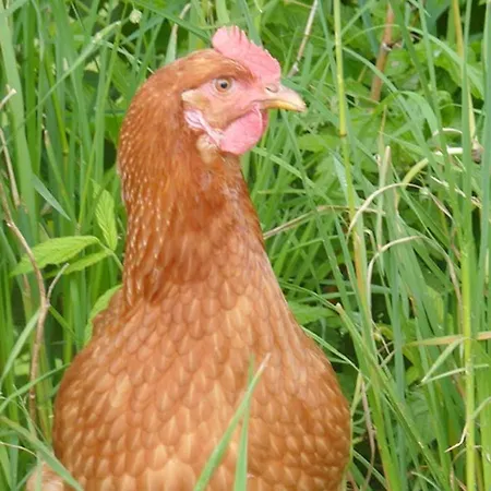 Farnbauernhof * Schönwalde