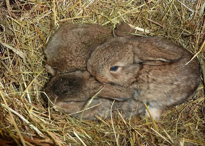 Lägenhet Farnbauernhof
